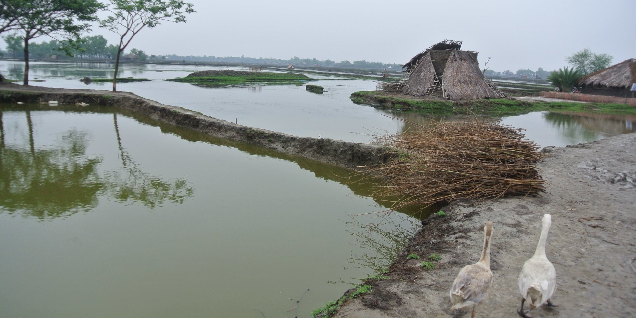 Schrimpsland3__1_-min