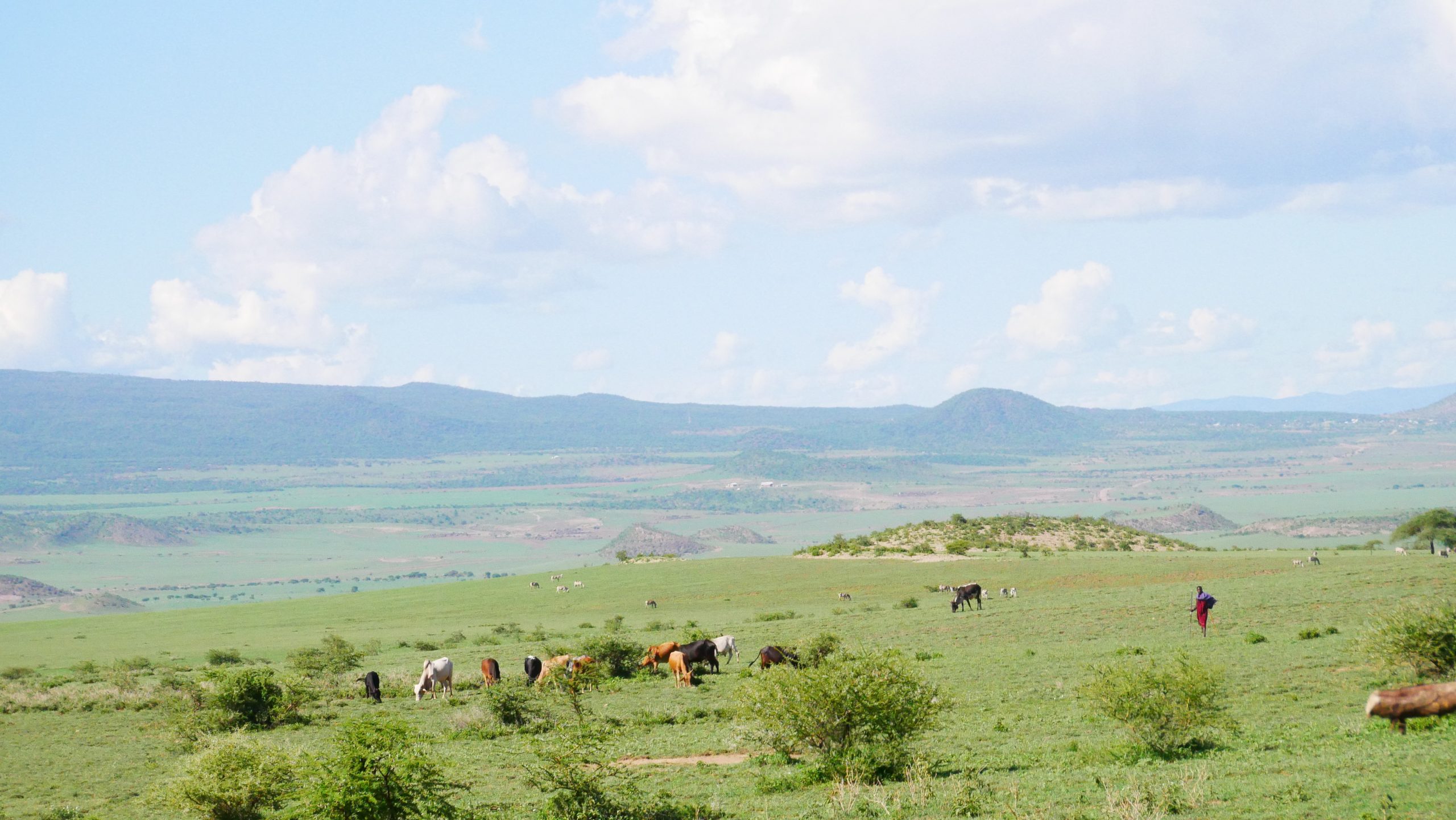 Extensive Weidewirtschaft der Maasai (© Grossenbacher/GfbV)