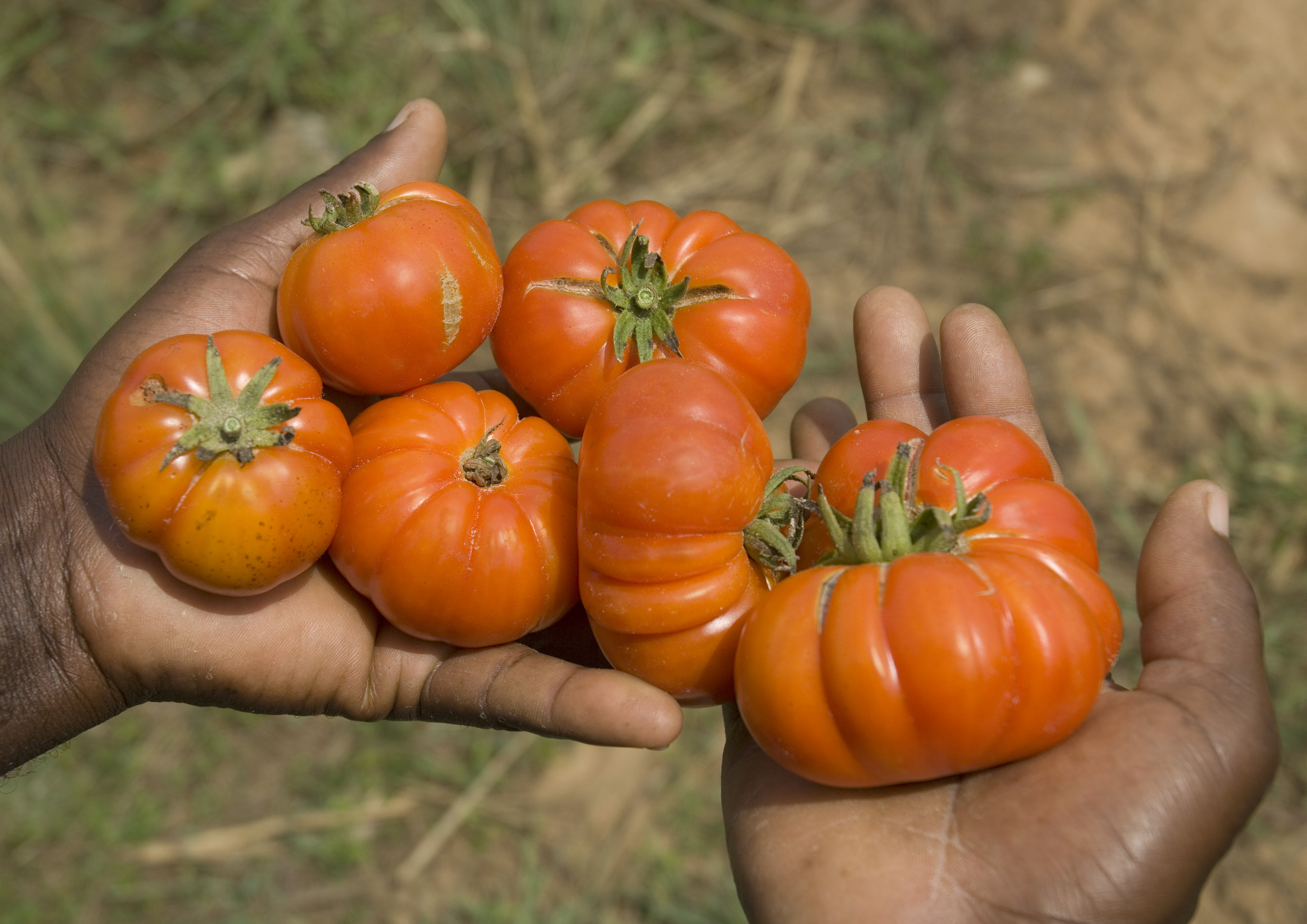 Ghana_Tomato_EPA
