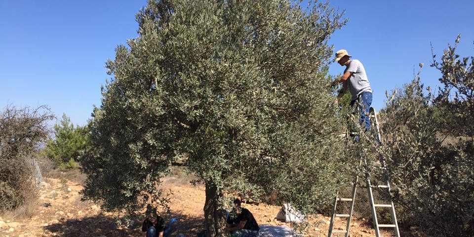 tent of nations olive harvest