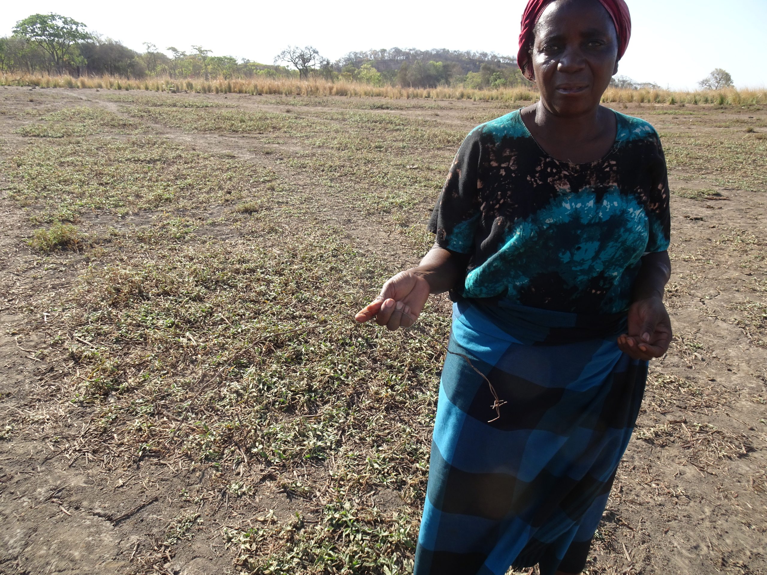 Oidy at gardening place w her fence Oct 2024
